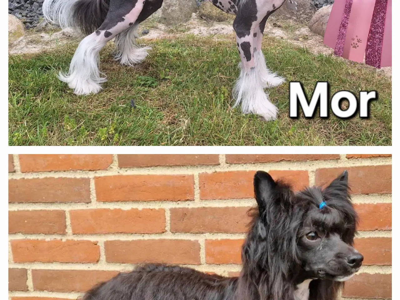 Billede 7 - Chinese Crested/Powder puff med DKK stambog