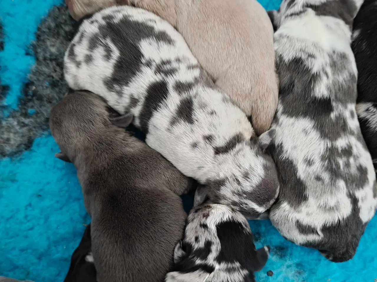 Billede 3 - American Bully 