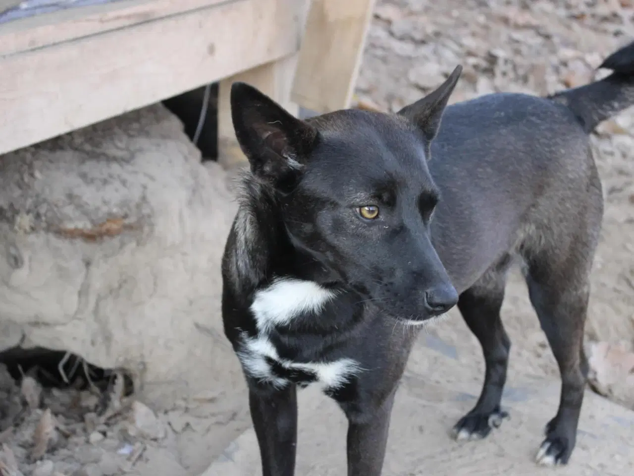 Billede 2 - Pips søger sine nye madslaver