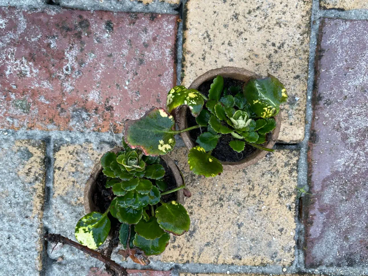 Billede 2 - Staude Porcelænsblomst Saxifraga urbium, 20 stk.