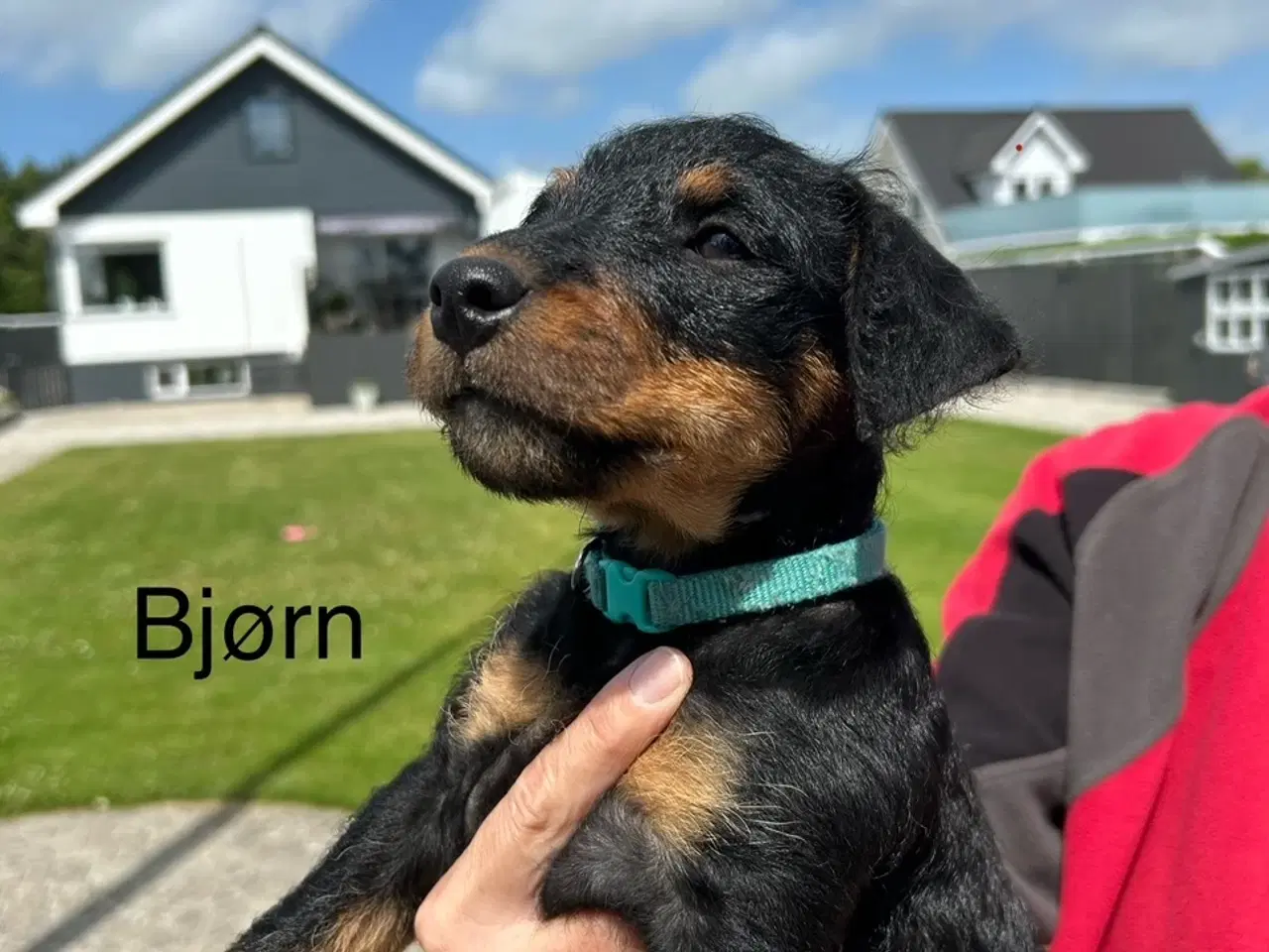 Billede 8 - Tysk jagtterrier hvalpe