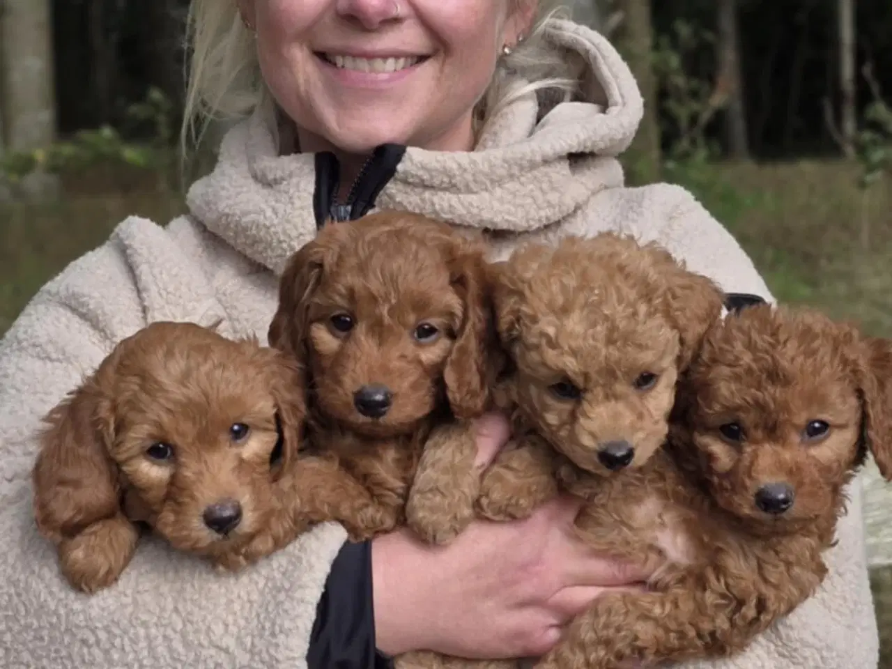 Billede 2 - Labradoodle F1B hvalpe