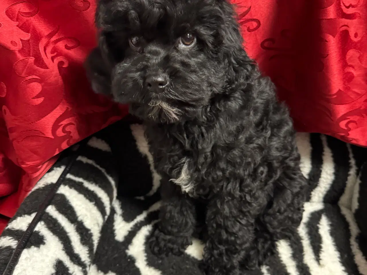 Billede 1 - Cavapoo hvalpe