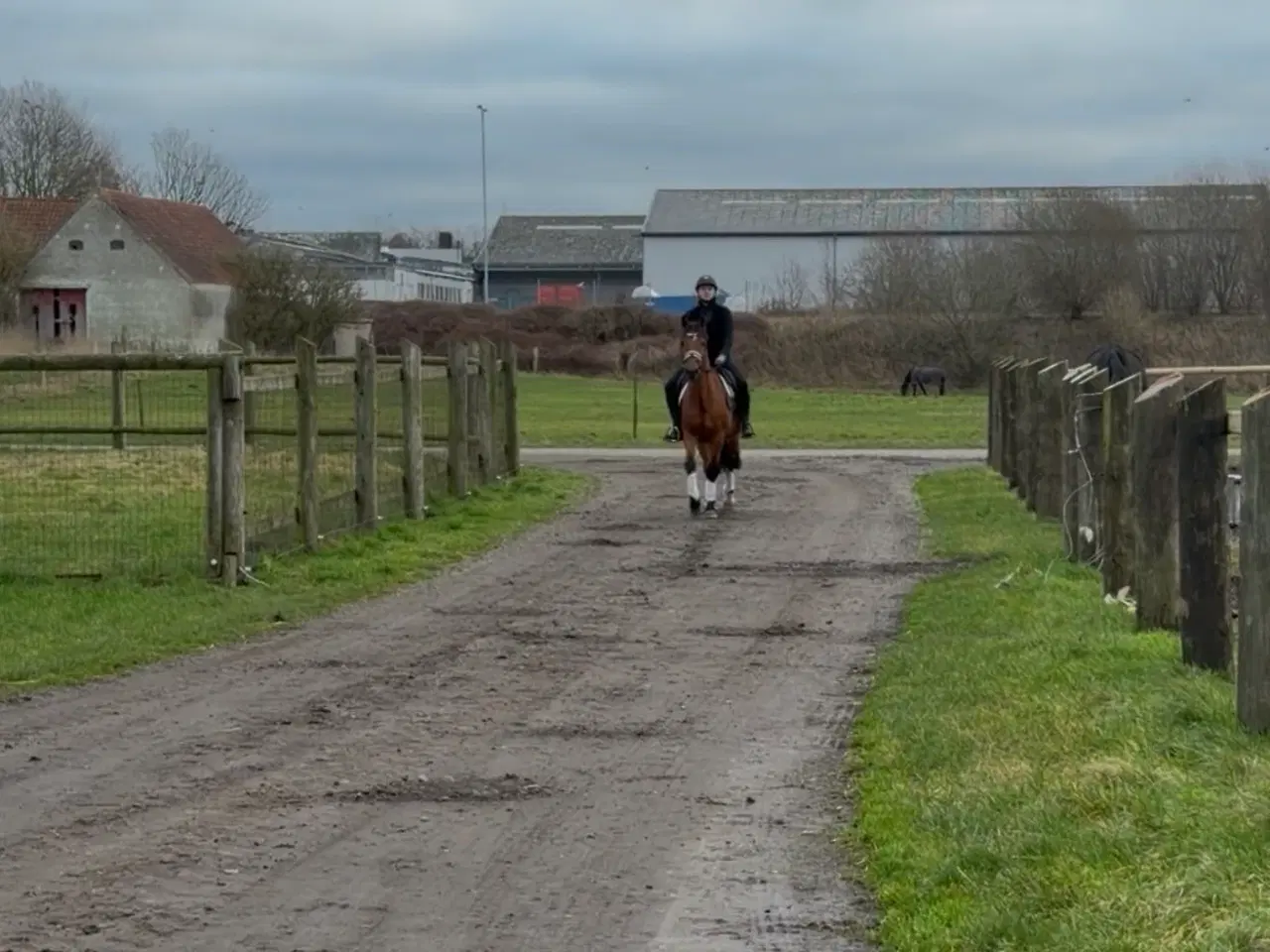 Billede 5 - Sød 1’er pony