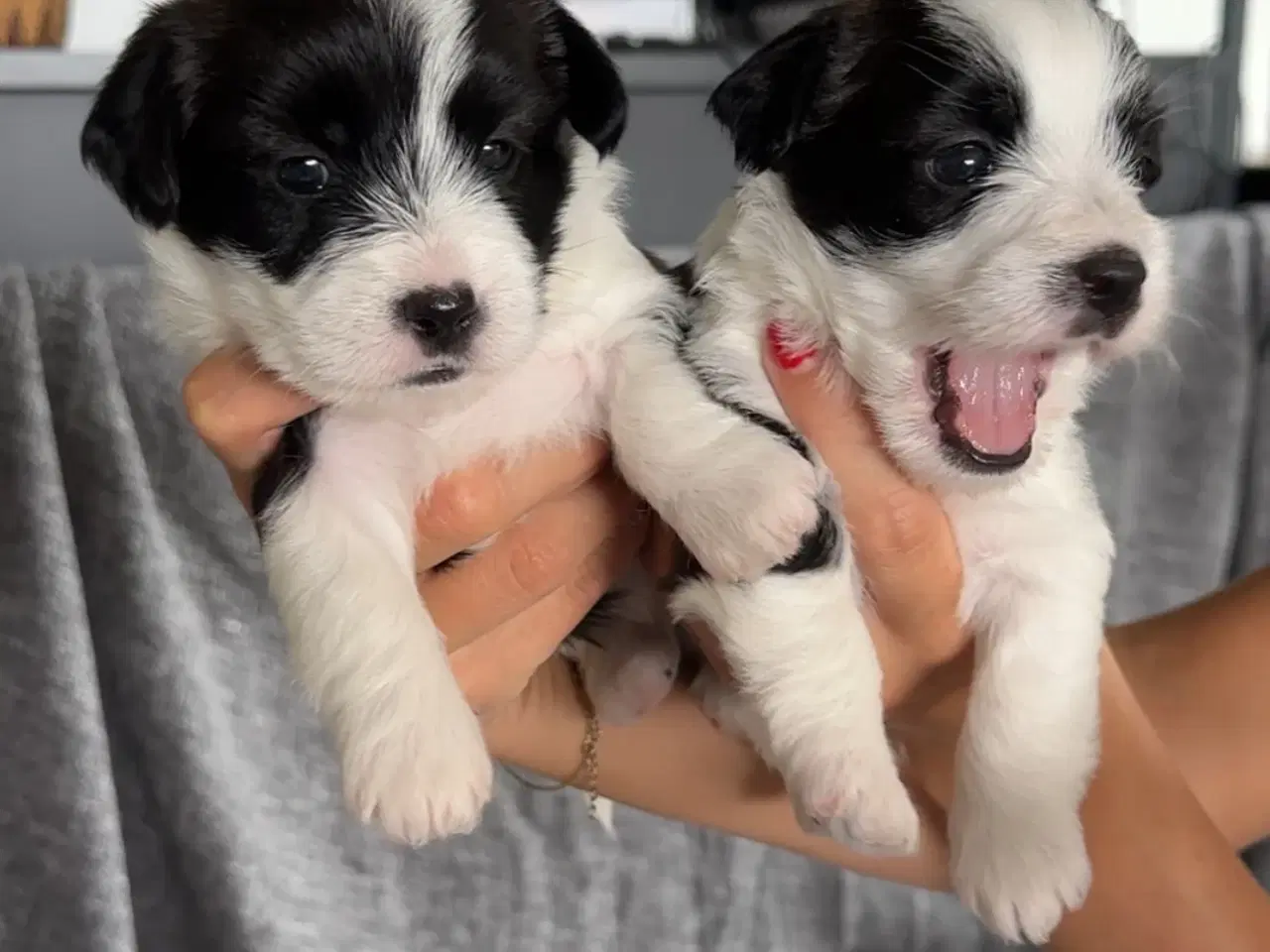Billede 9 - Jack Russel-Bichon Havanais hvalpe