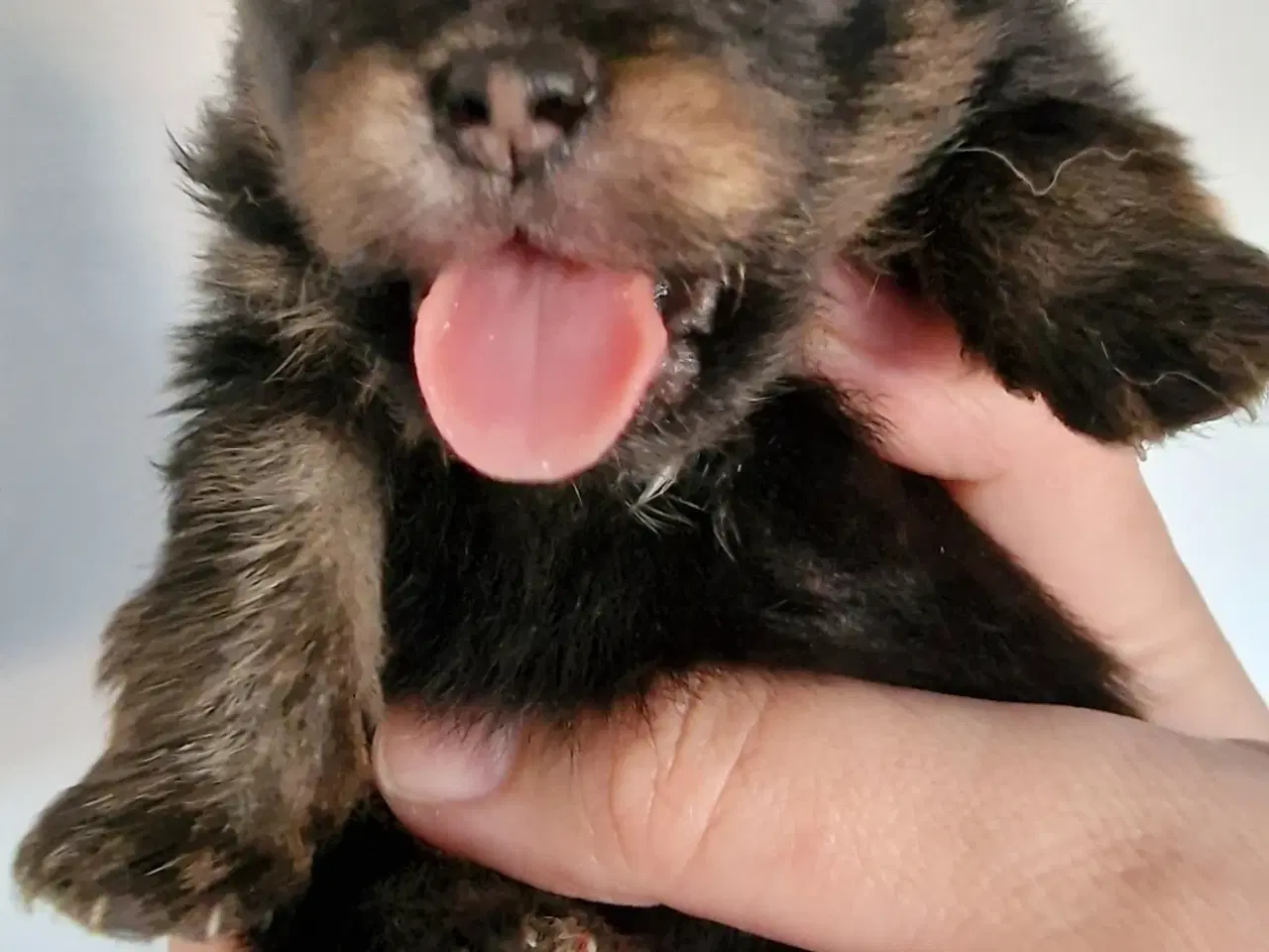 Billede 3 - Pomeranian  3 uger Black an tan 