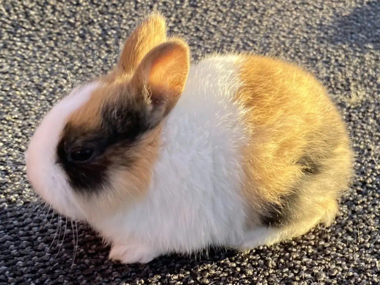 Billede 9 - HOLLÆNDER HAN JAPANER SORT/GUL