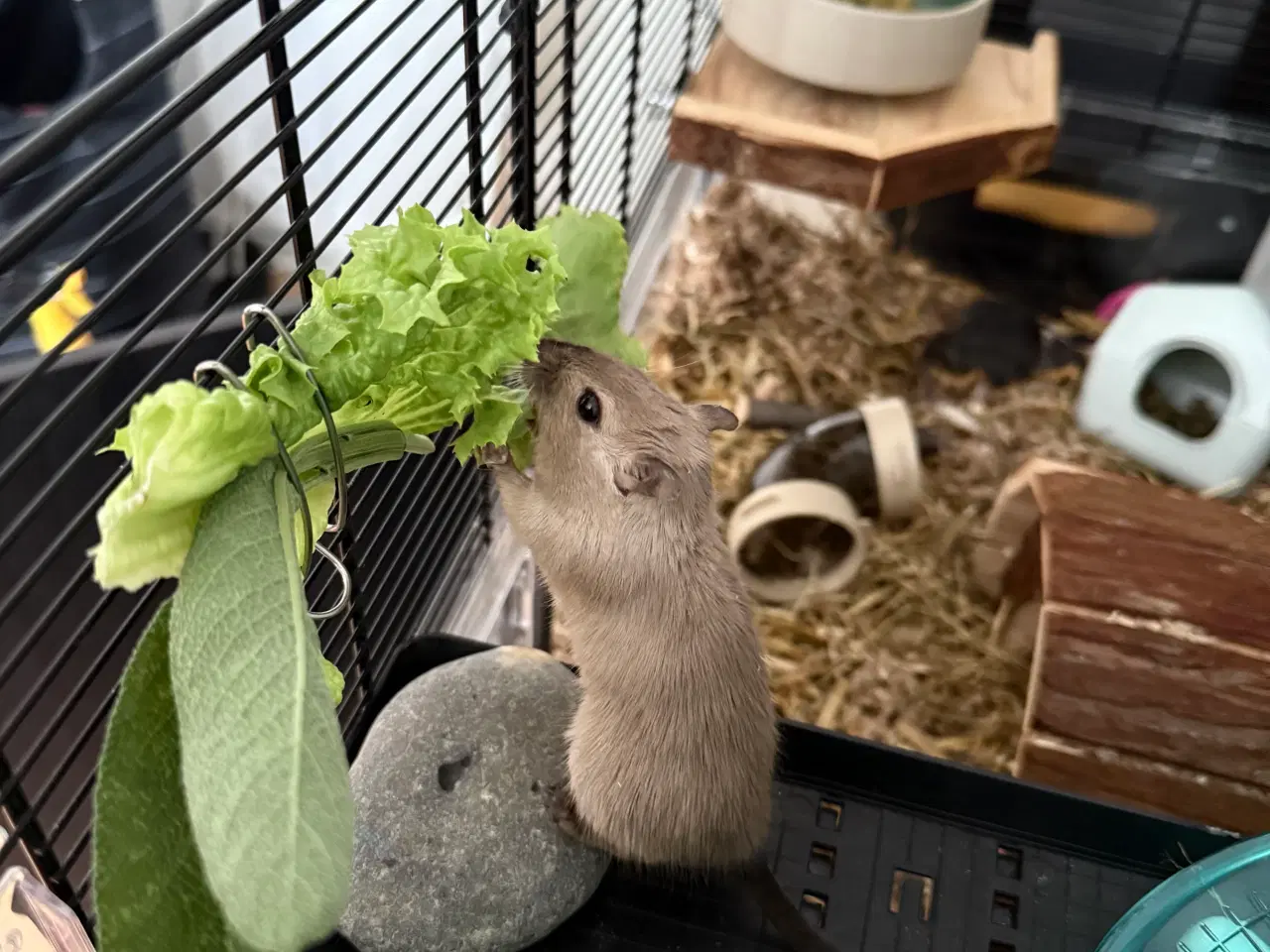 Billede 10 - 2 søde ørkenrotte-hanner søger nyt hjem 🐭✨