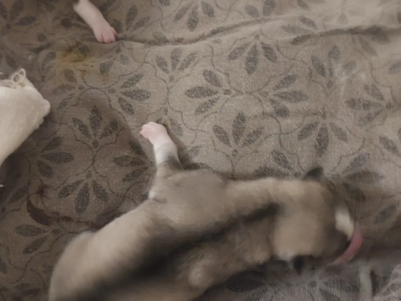 Billede 6 - Ægte Siberian Husky.