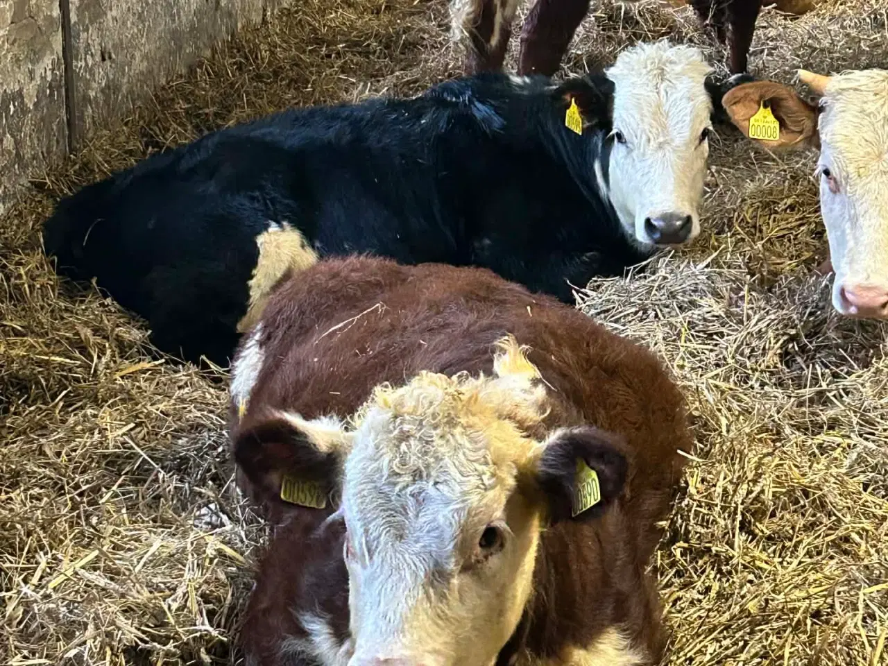 Billede 2 - hereford kvier sælges