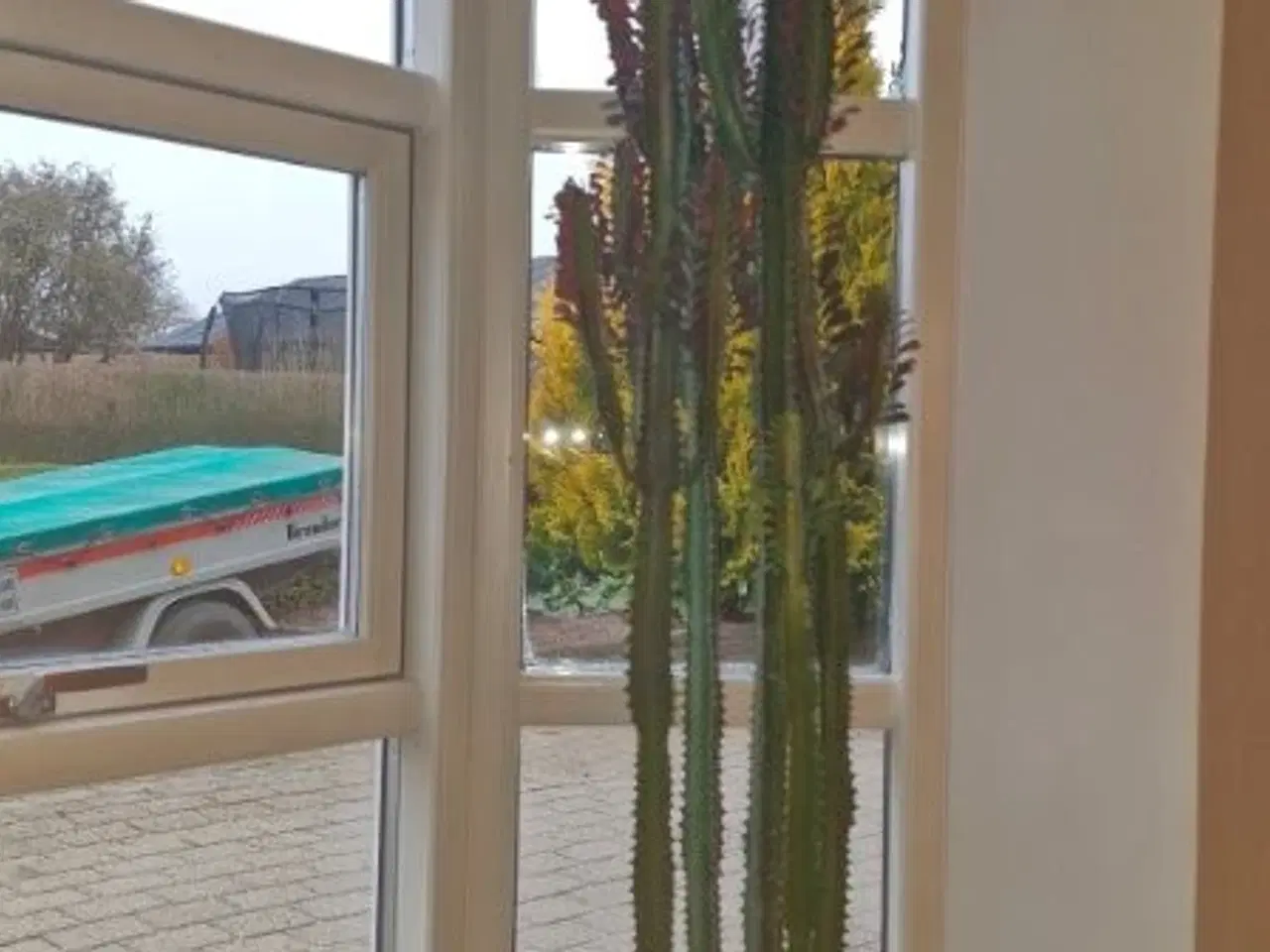 Billede 3 - Stueplante, Kaktus, Afrikansk Mælkebøg.