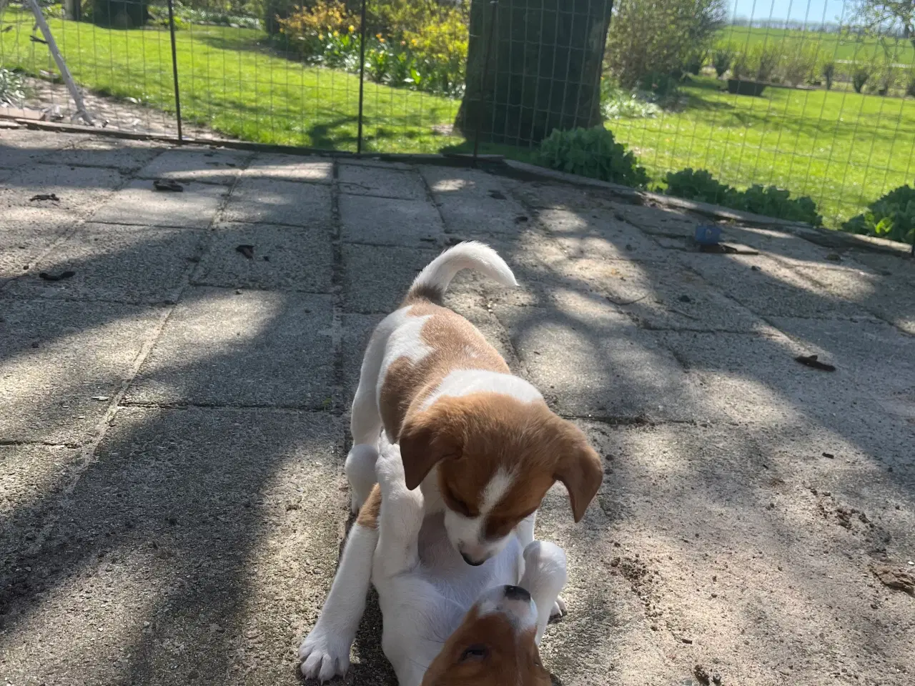 Billede 9 - 4 dejlige hanner 