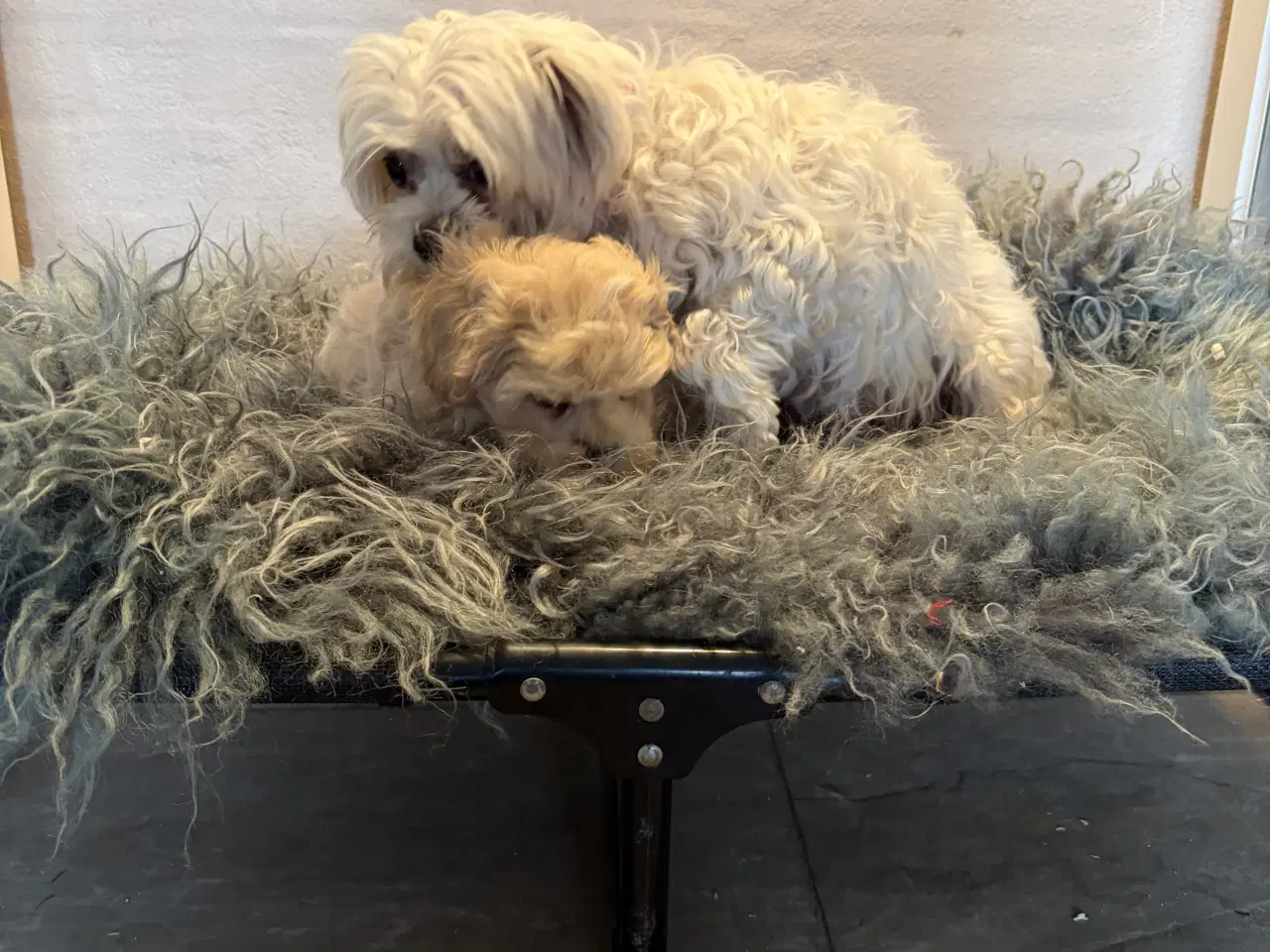 Billede 19 - 1 Mini Maltipoo dreng må rejse nu 