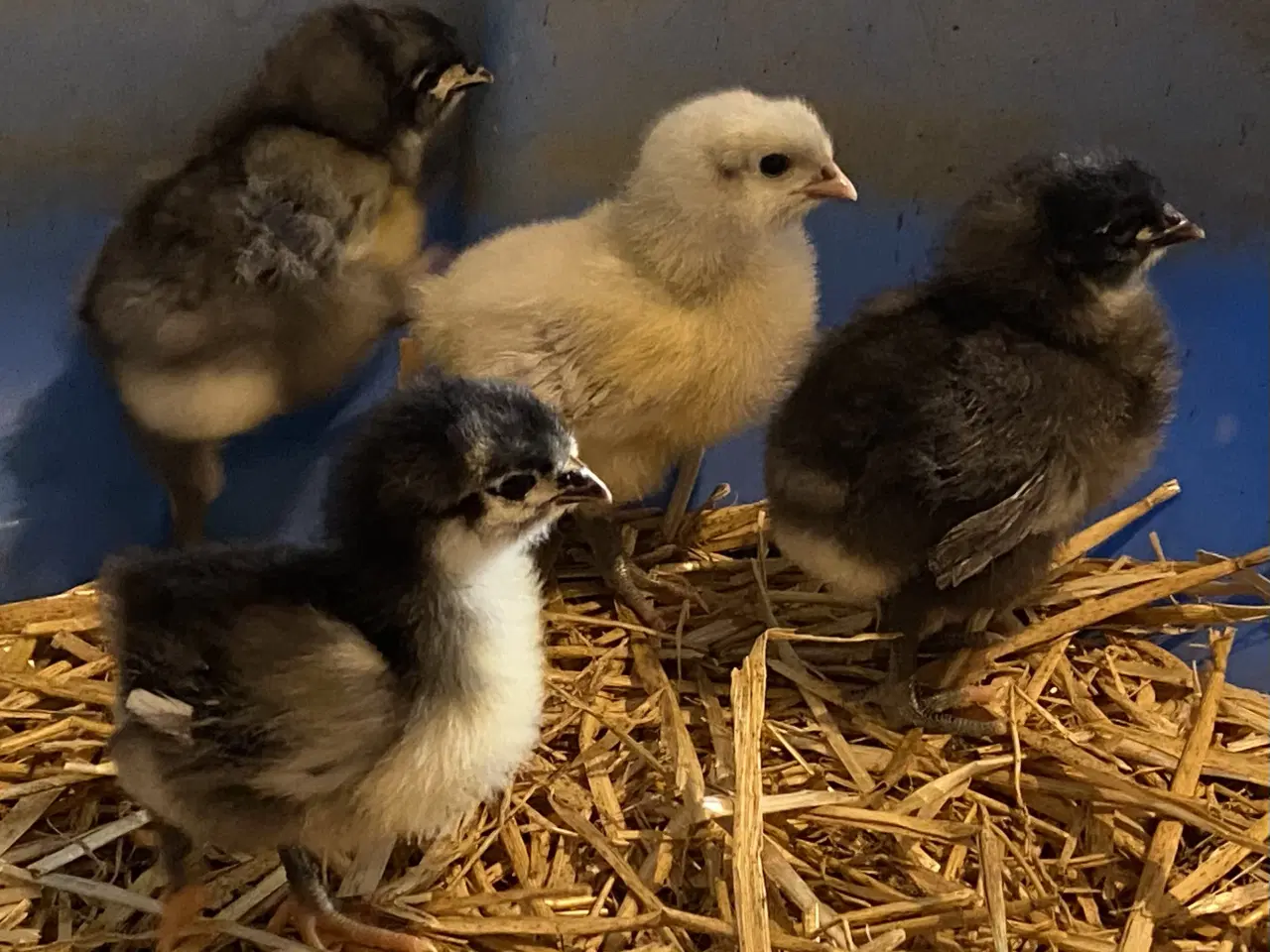 Billede 1 - Orpington 