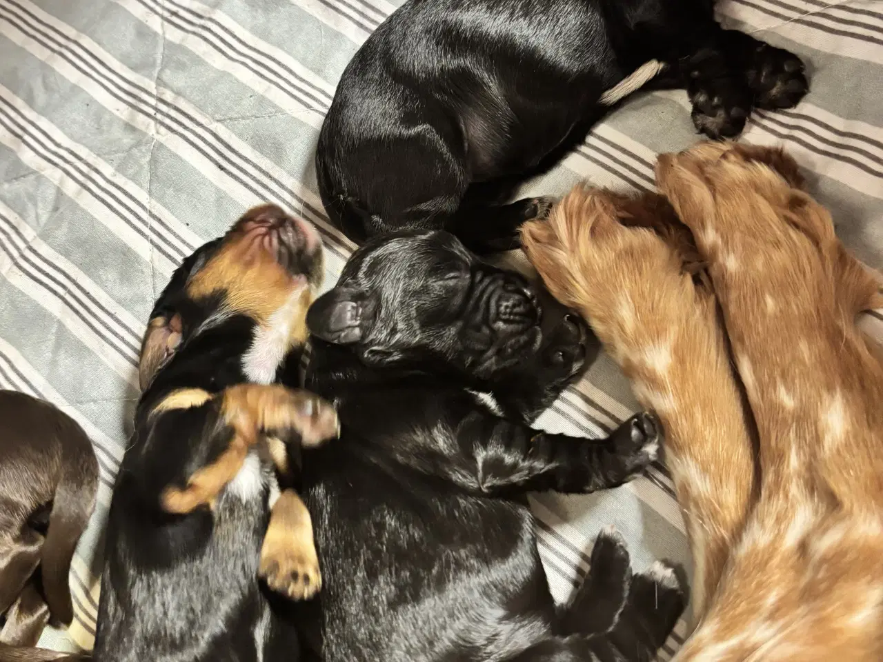 Billede 15 - Smukke Cockerhvalpe