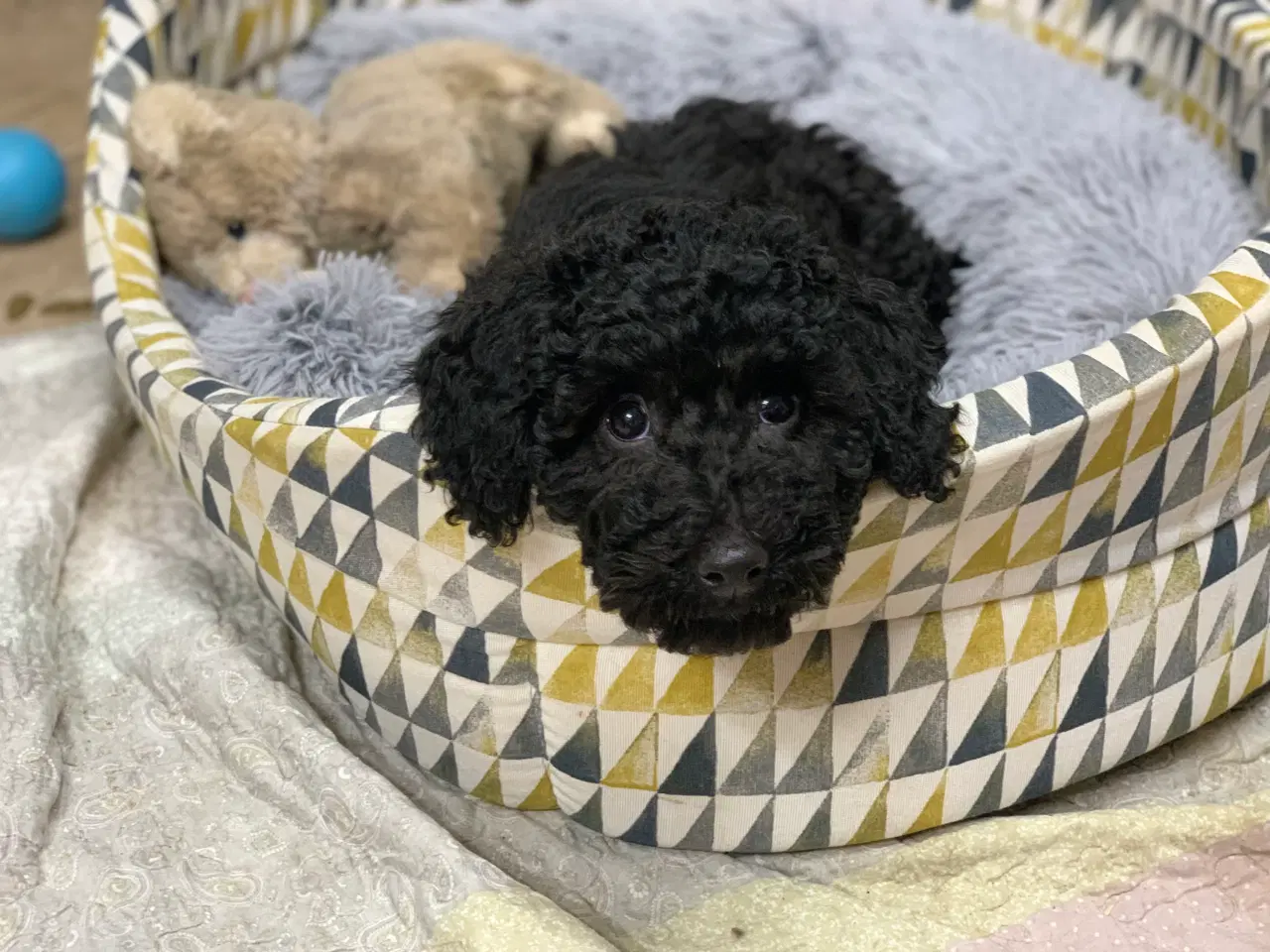 Billede 20 - Golden Doodle F1B babyer er rejse klar