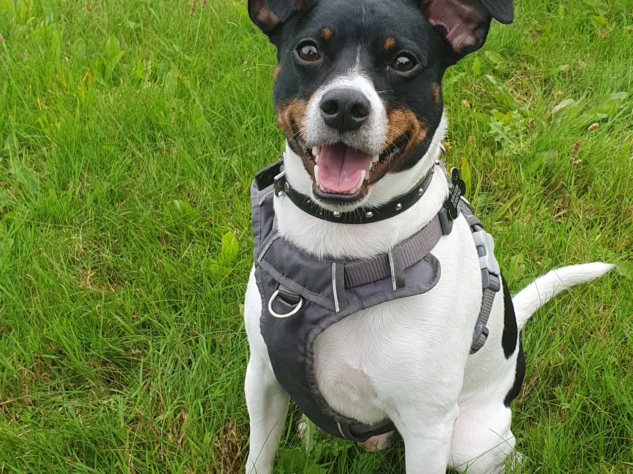 Billede 1 - Søger hund til forevigt hjem