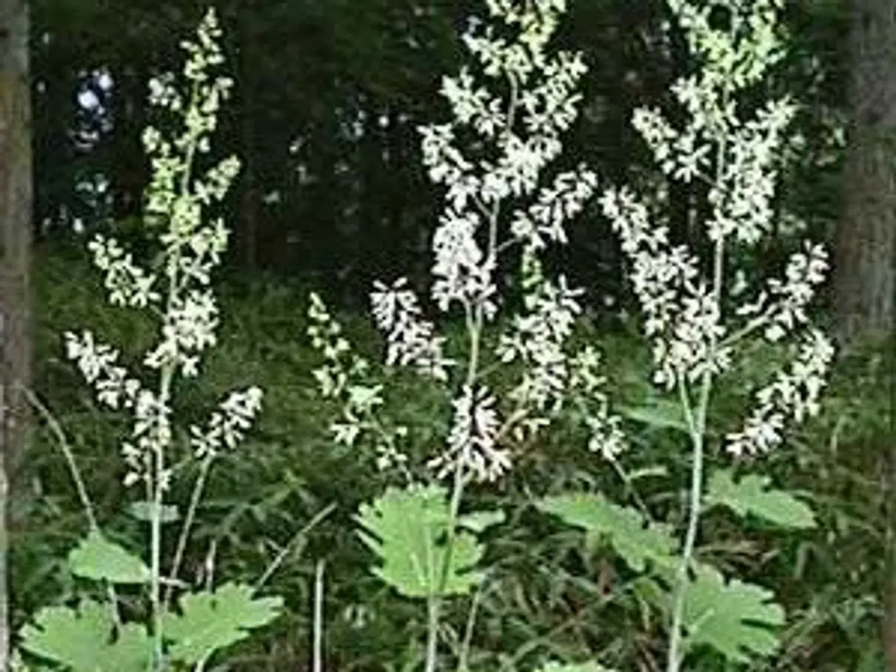 Billede 1 - Fjer-valmue - Macleaya 