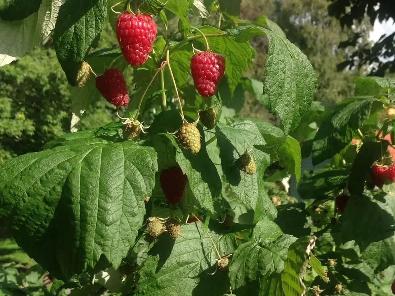 Billede 2 - Hindbærplanter