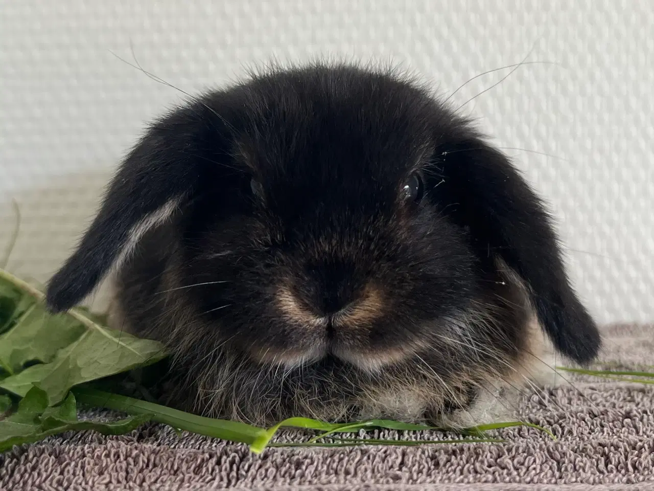 Billede 3 - Minilop unge 