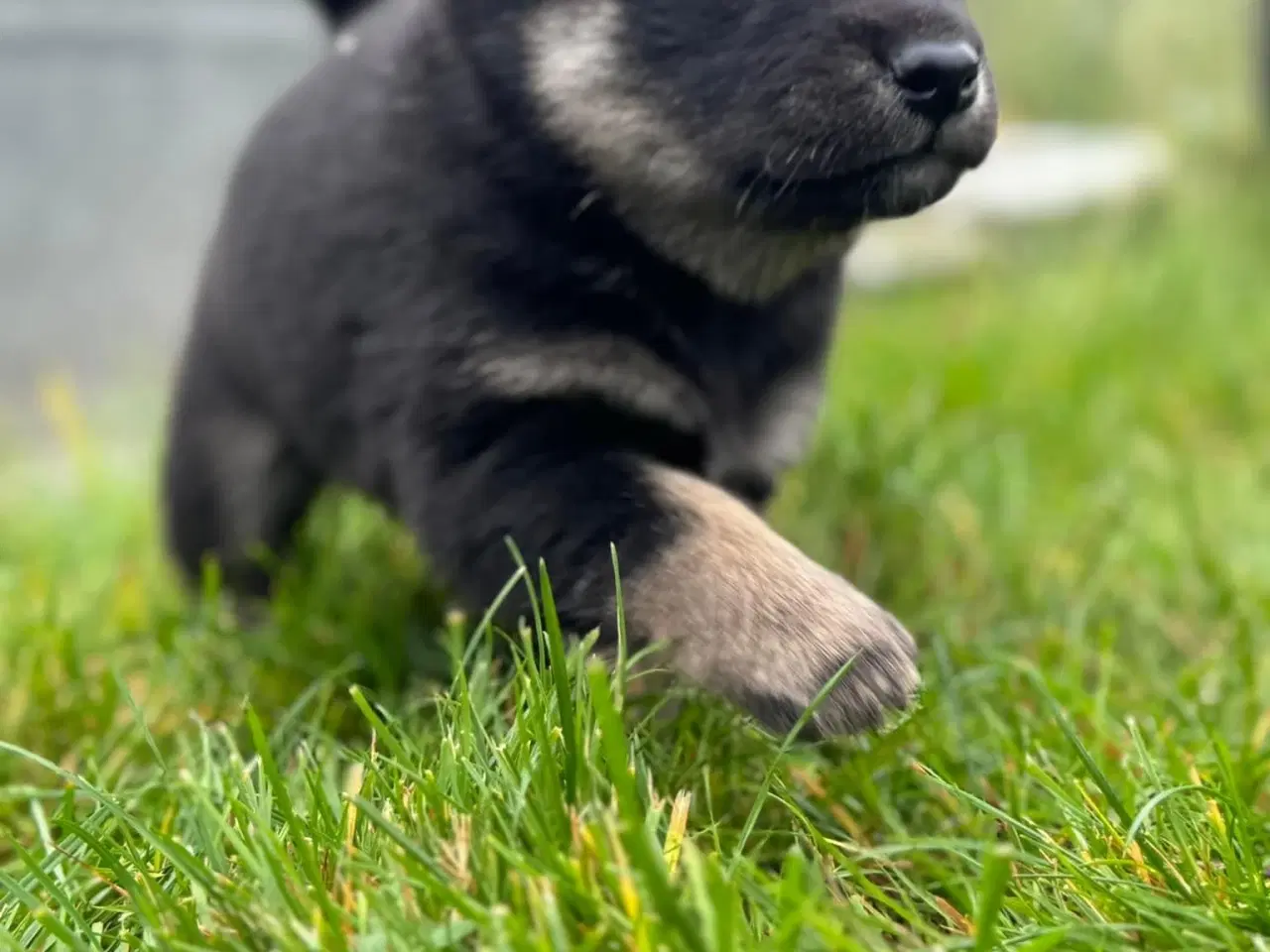 Billede 7 - Hundehvalpe Shiba Inu/Islandsk fårehund