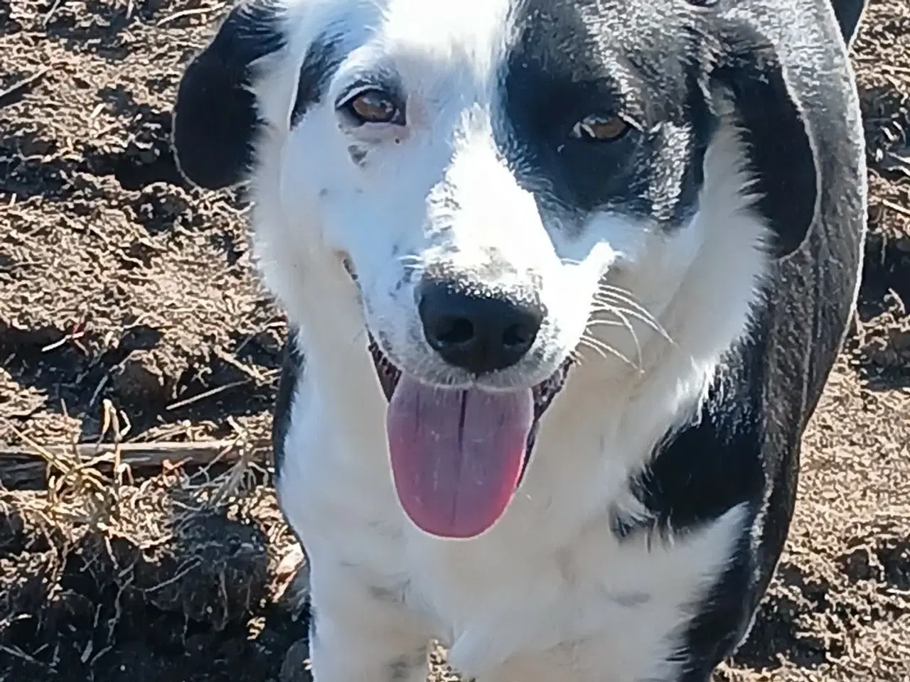 Billede 8 - Smukke Frigg søger sit eget hjem