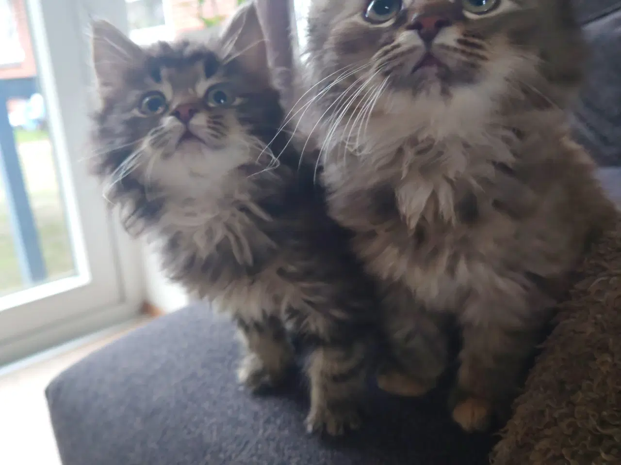 Billede 1 - Maine coon killing Far med tavle