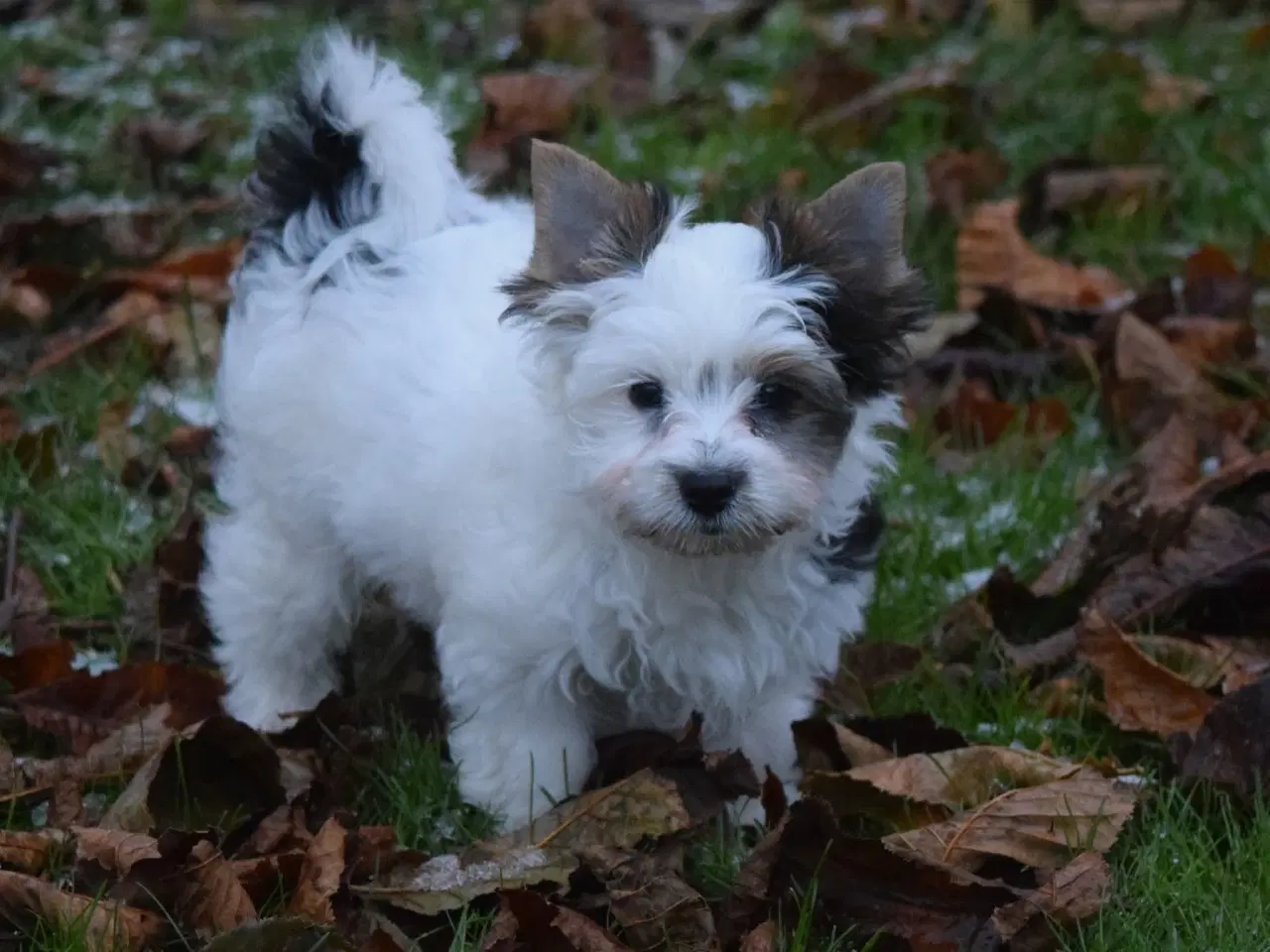 Billede 1 - Biewer Yorkshire terrier dreng