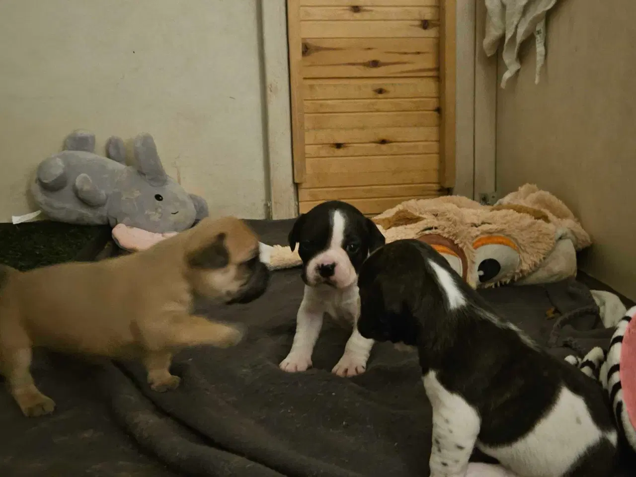 Billede 6 - Fransk bulldog og beagle blandinger født 30/10