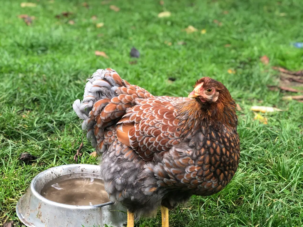 Billede 6 - Daggamle kyllinger og rugeæg 