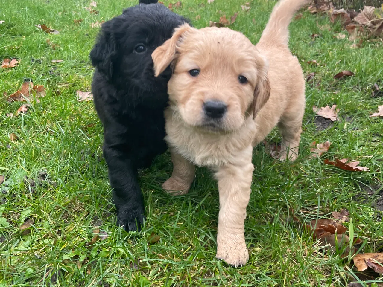 Billede 3 - Golden retriever mix hvalpe