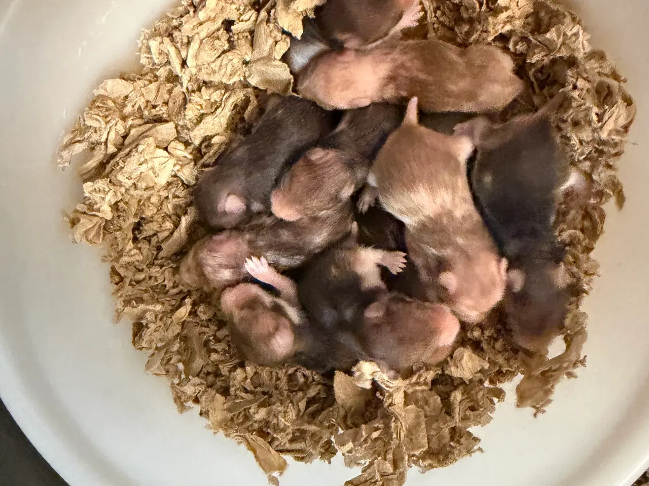 Billede 4 - Guldhamster unger