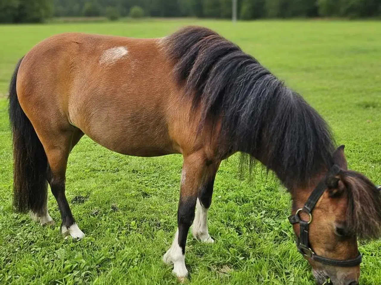 Billede 2 - Kåret AMHA Hoppe 