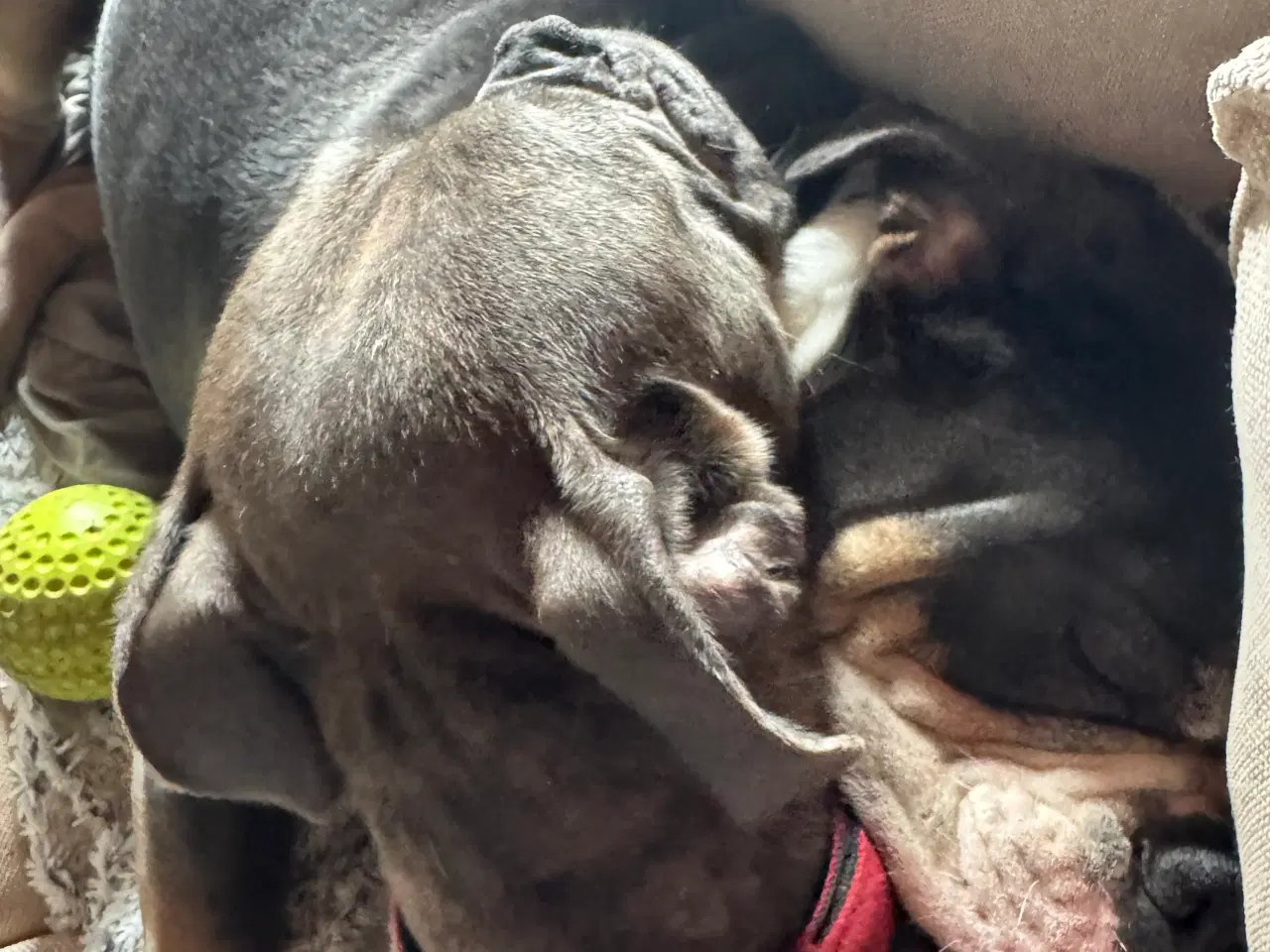 Billede 4 - 2 Old English Bulldog