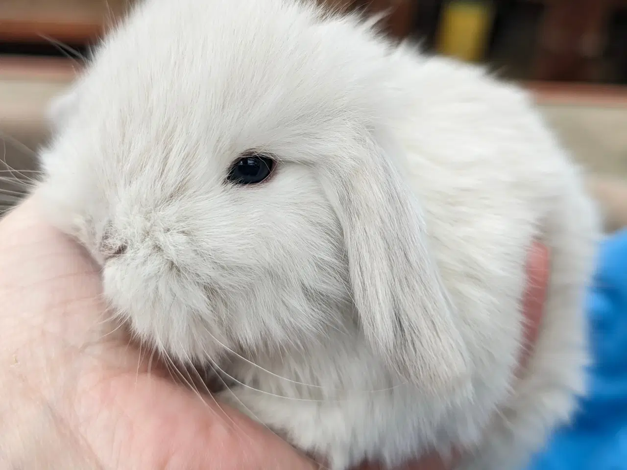 Billede 3 - Minilop kaninunge sælges