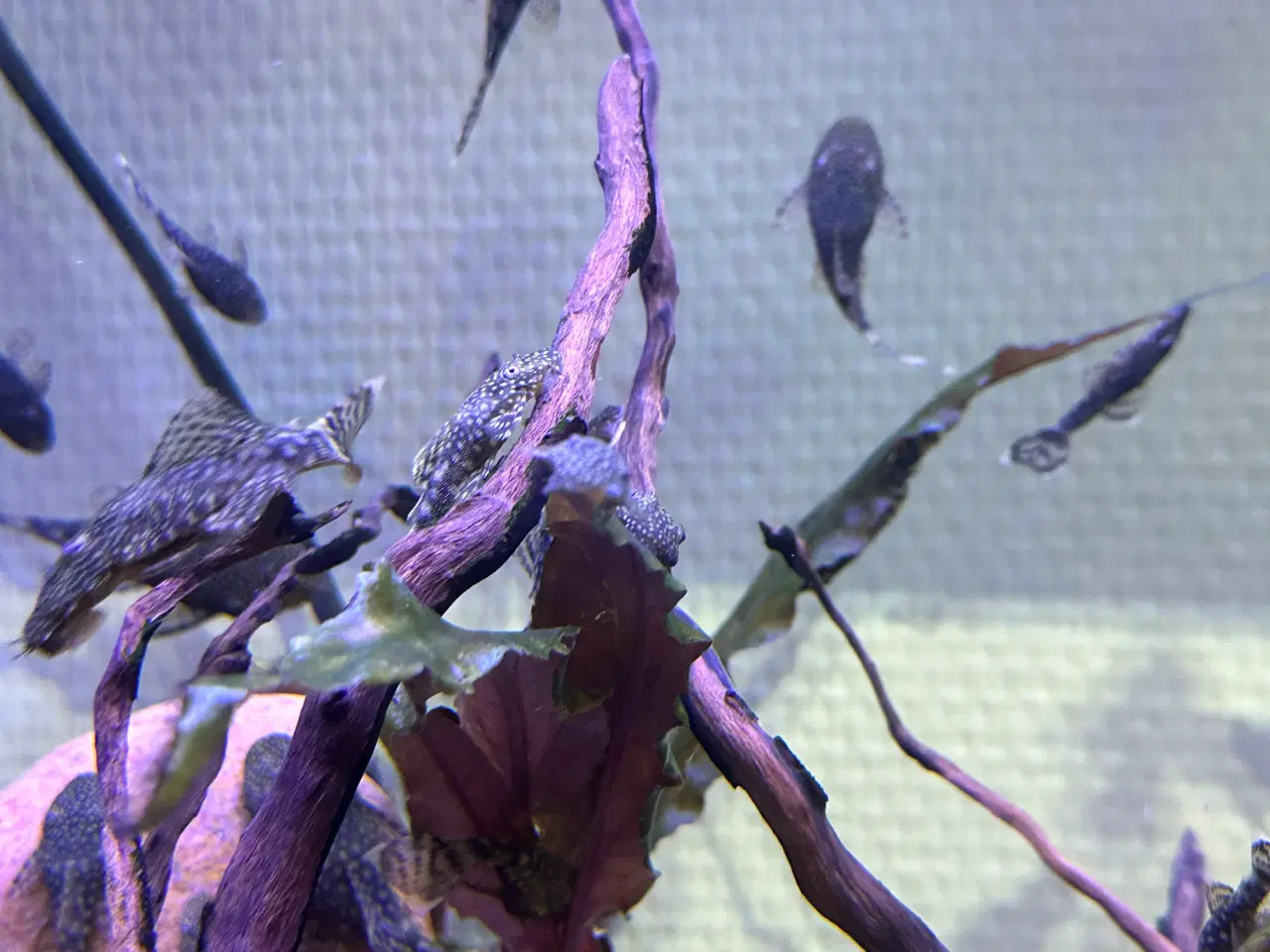 Billede 3 - Ancistrus Maller 