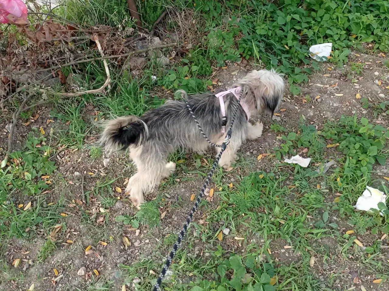 Billede 3 - Mor Alma - 3 år - 10 kg - steriliseret 