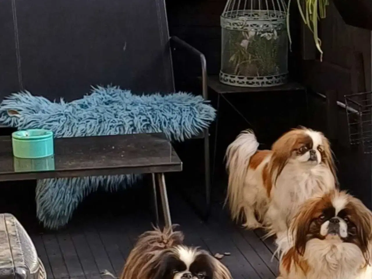 Billede 1 - 2 ægte pekingeser piger sælges