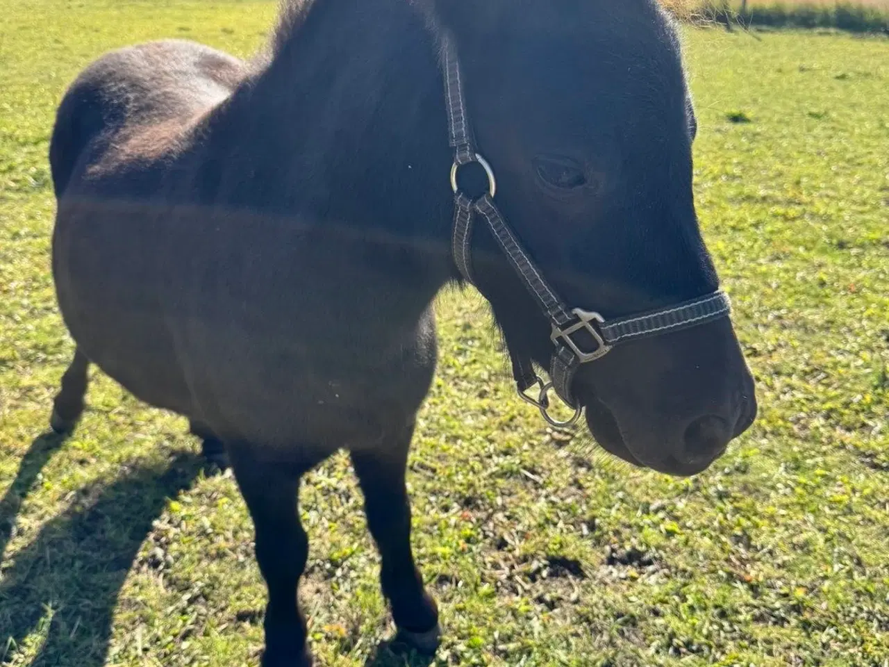 Billede 6 - Sort Shetlænder pony søger kærlig familie