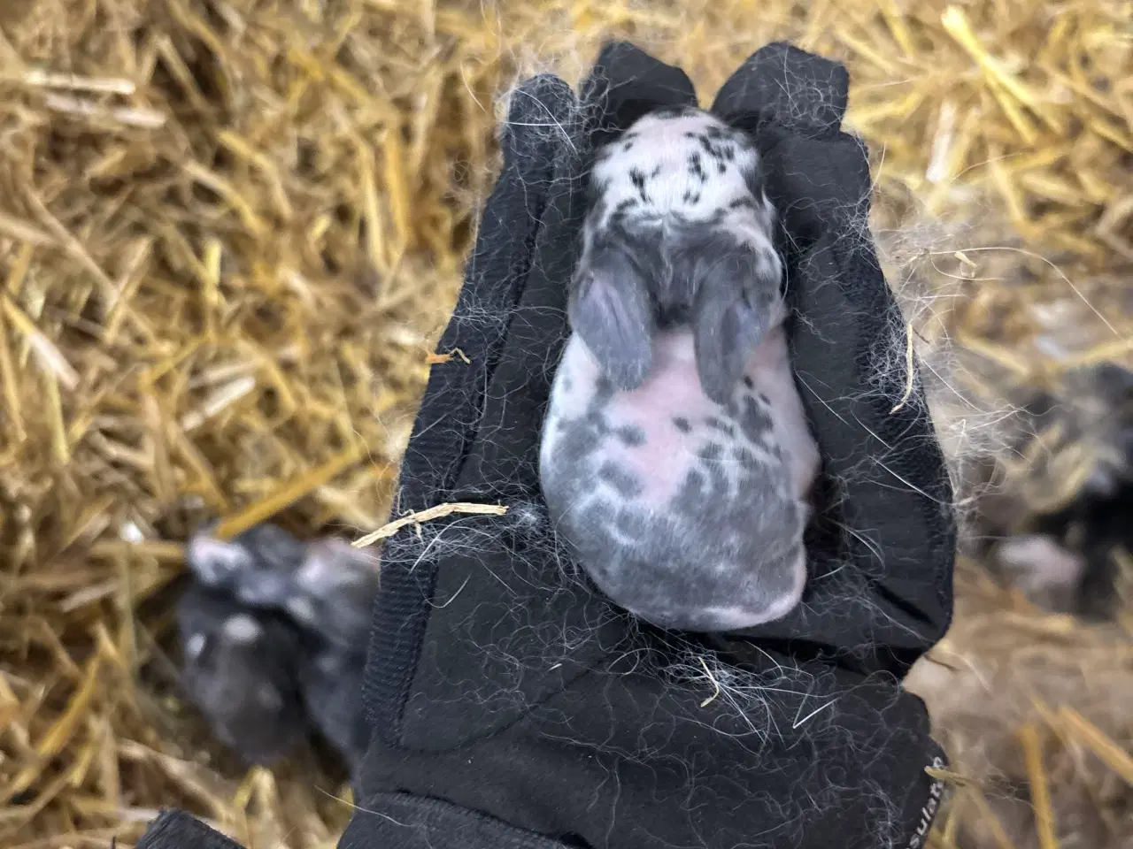 Billede 1 - Kaninunger mix af store racer