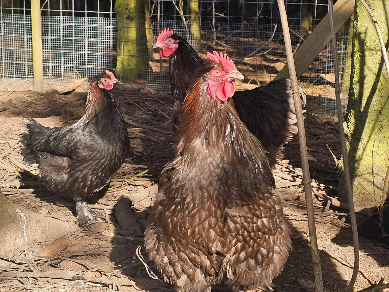 Billede 7 - 2 Chokolade orpington haner 