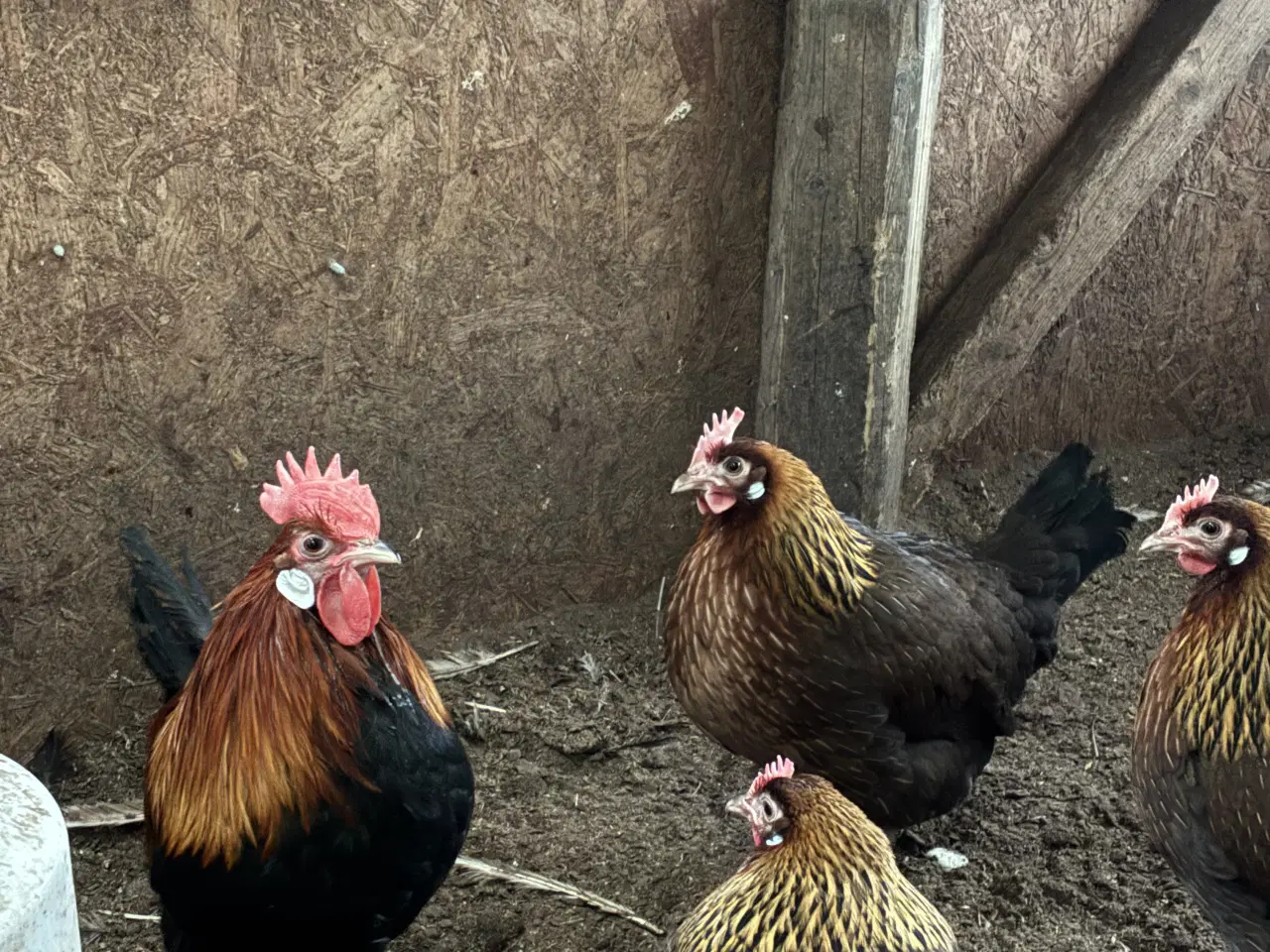 Billede 3 - Landhøns