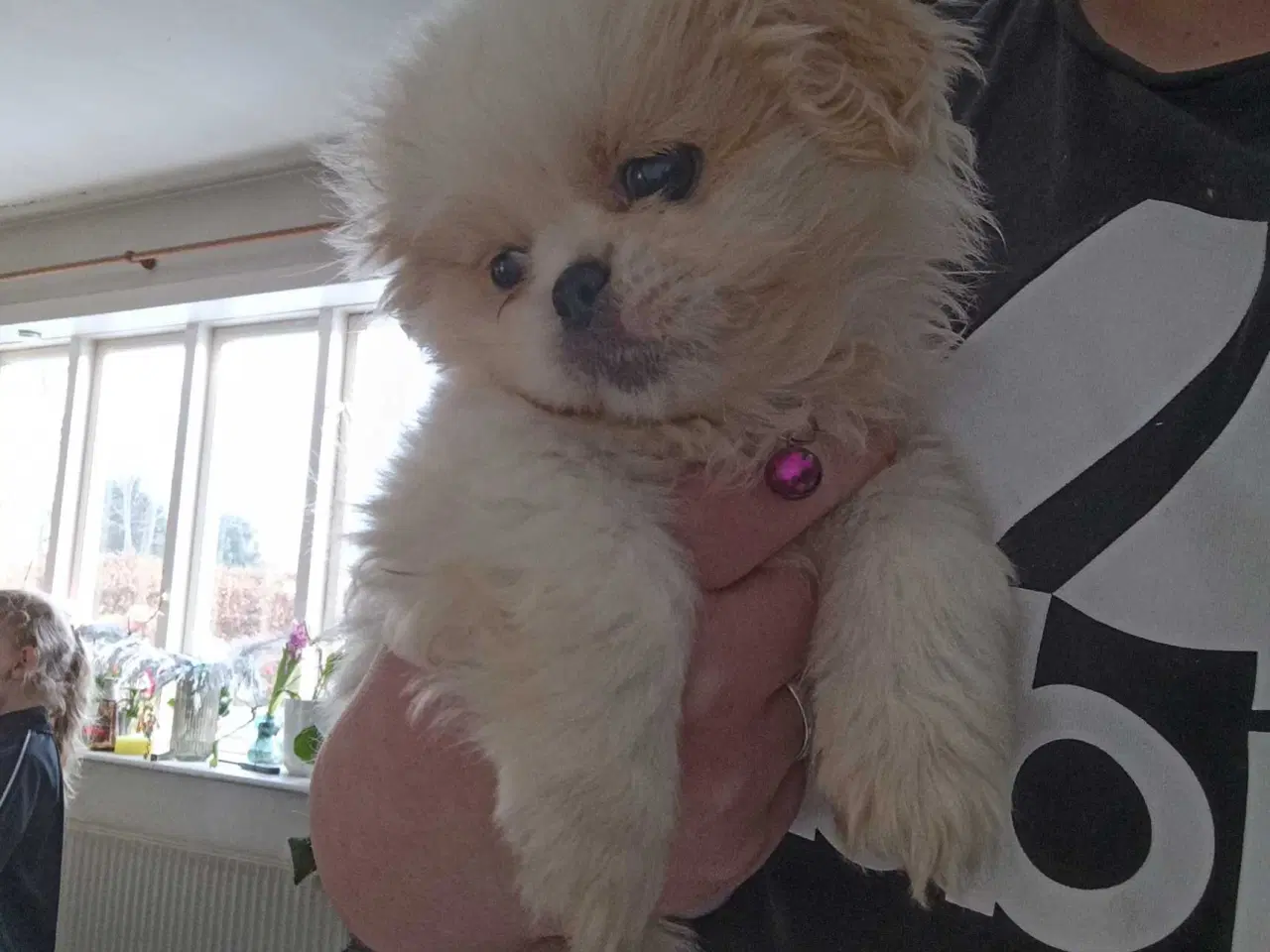 Billede 2 - Lækre hvalpe 