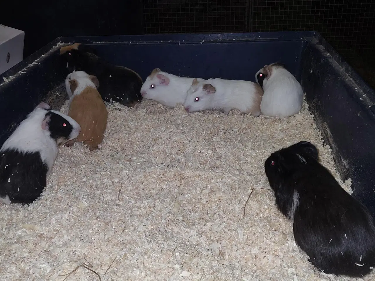 Billede 3 - Marsvine hanner sælges 