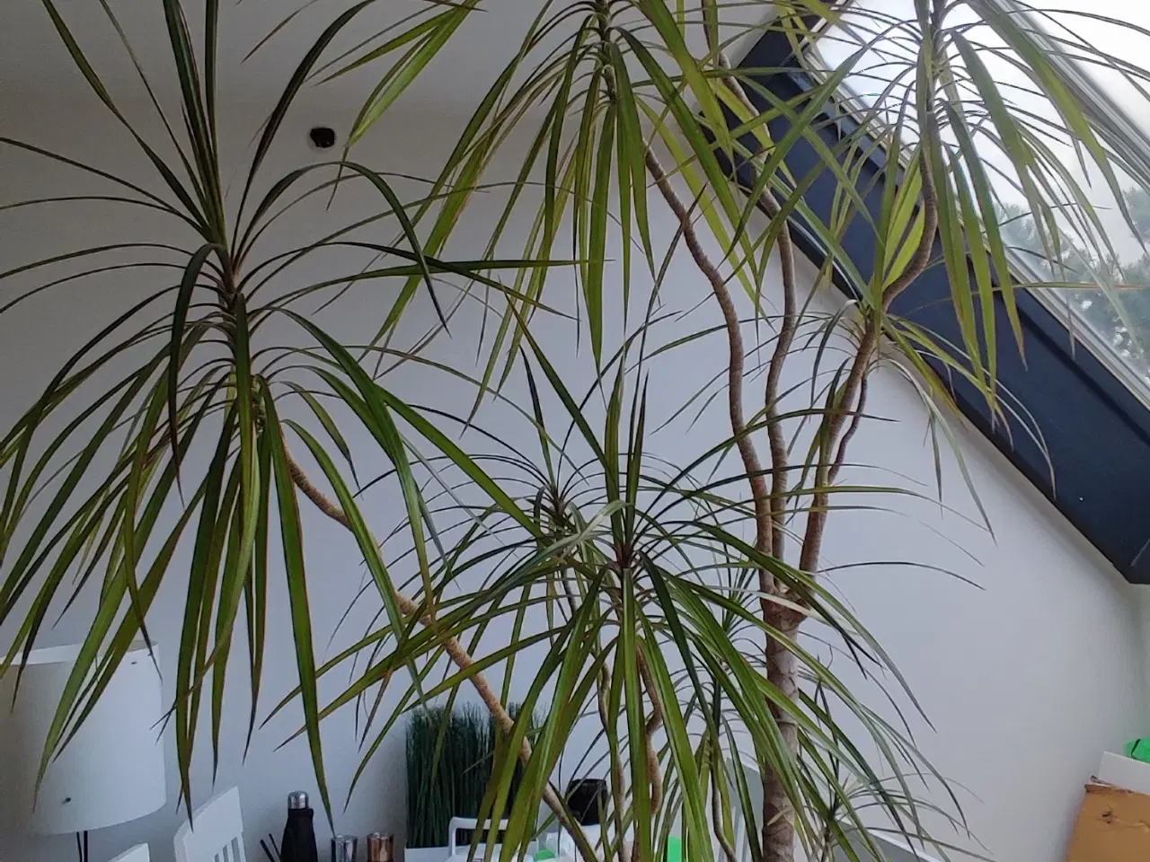 Billede 1 - Dracaena, Stueplante