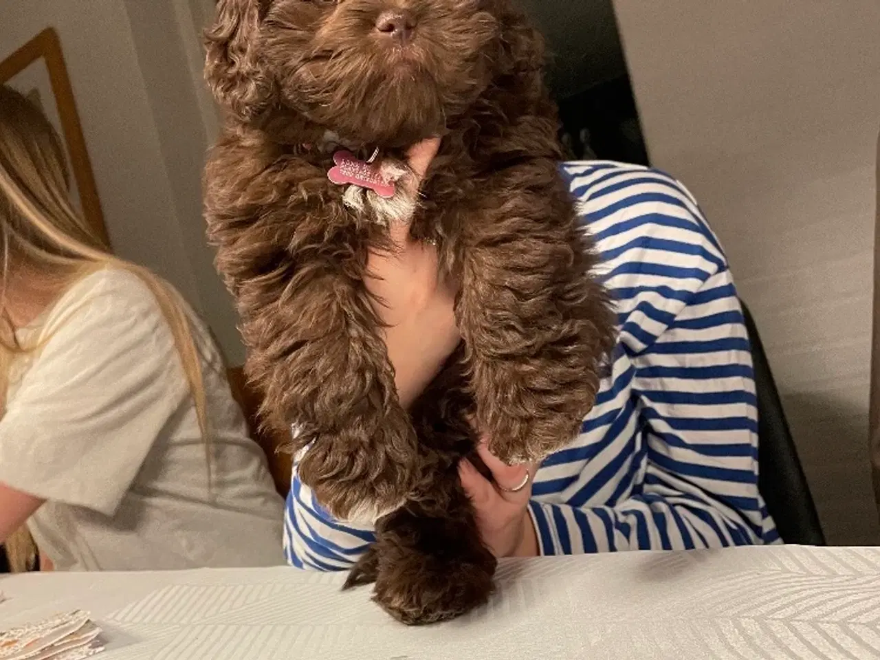 Billede 7 - Shih Poo 