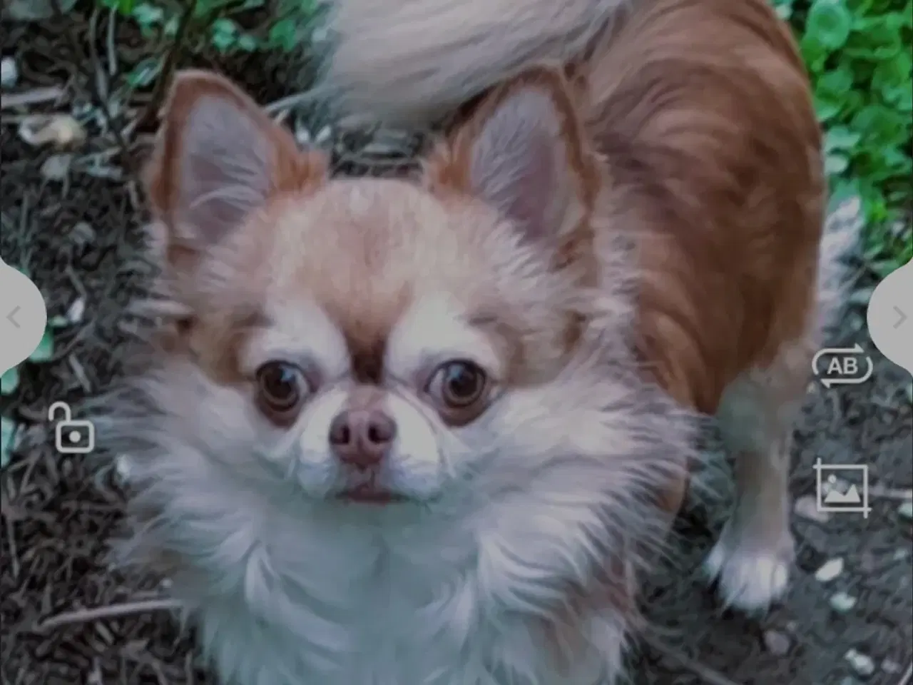 Billede 1 - Chihuahua