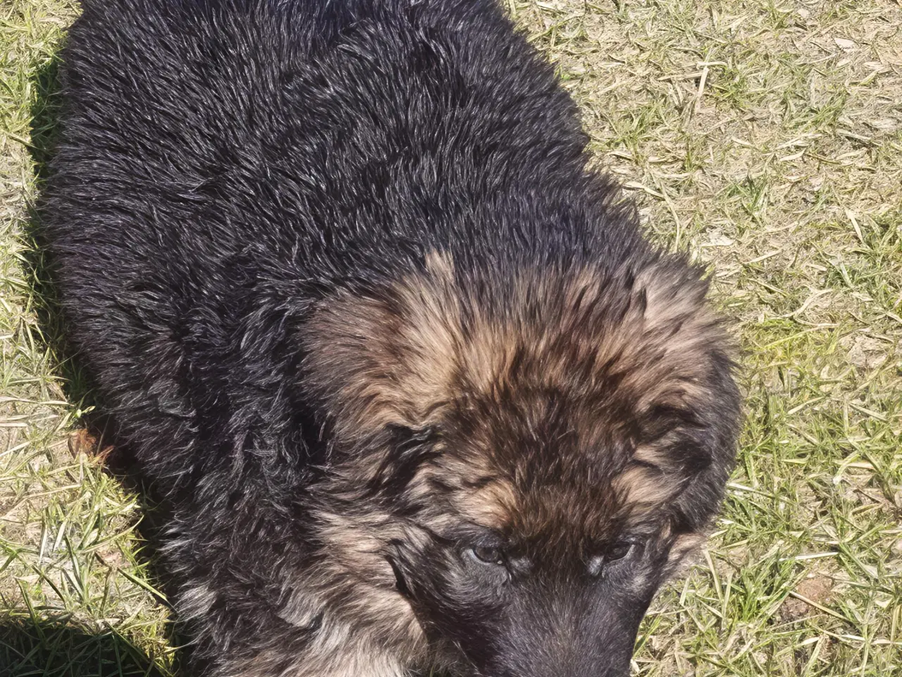 Billede 5 - Schæfer valp til påske 