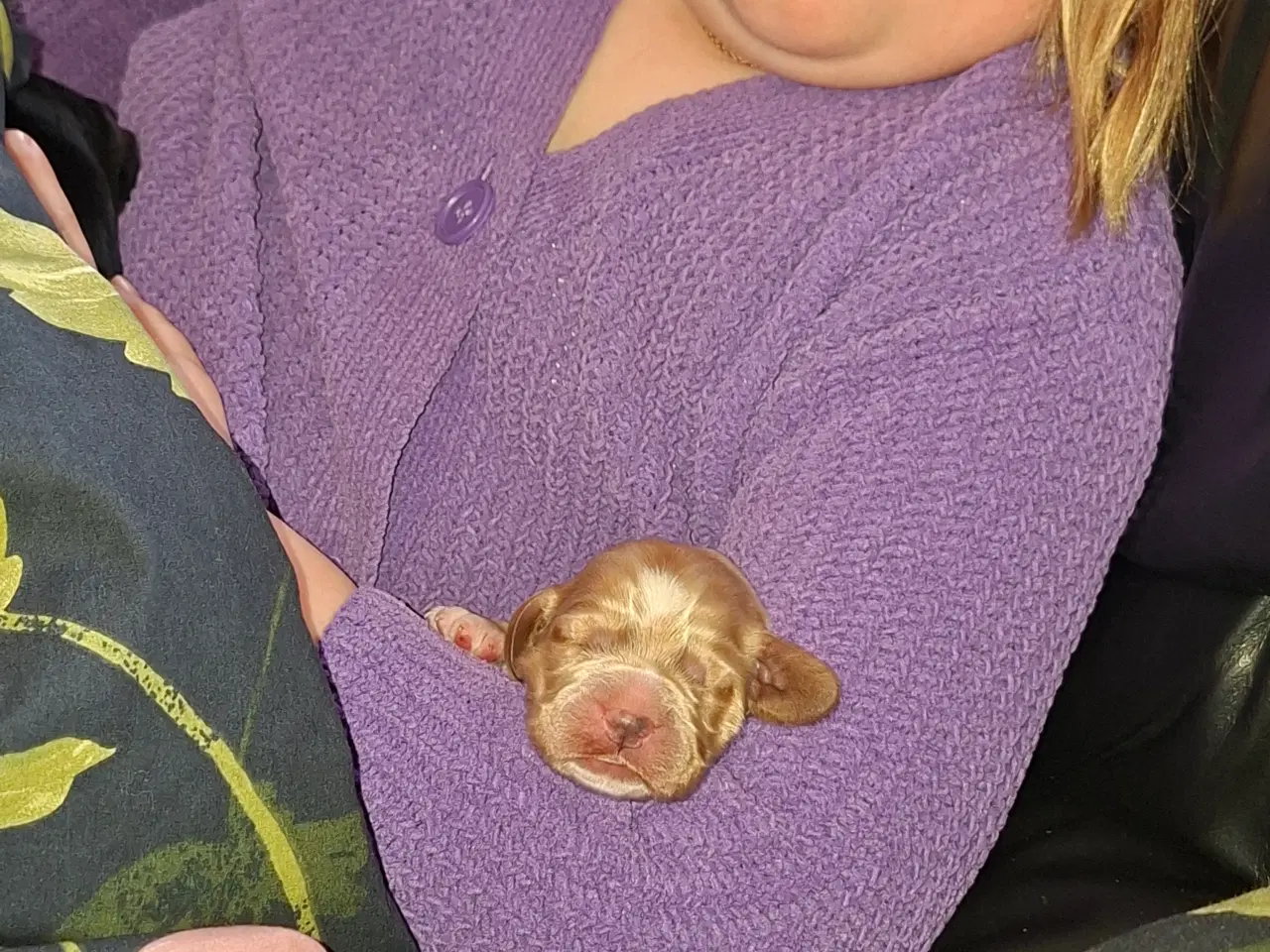 Billede 8 - Engelske cockerspaniel hvalpe 