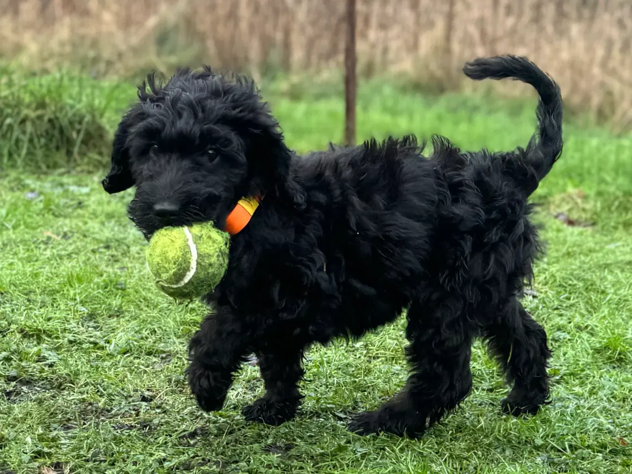 Billede 4 - Cockapoo / Cockerpoo / Doodle. Ny pris